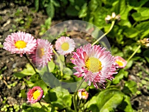 Xerochrysum bracteatum, commonly known as theÂ golden everlastingÂ orÂ strawflower.